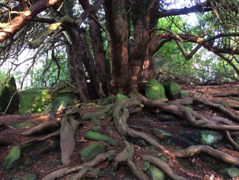 Ancient tree with large roots in dappled sunlight